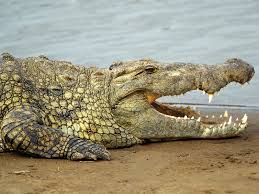 Nile crocodile on the sand with its mouth open and serated teeth