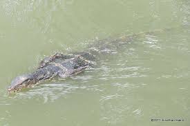 Water monitor swimming in a alake